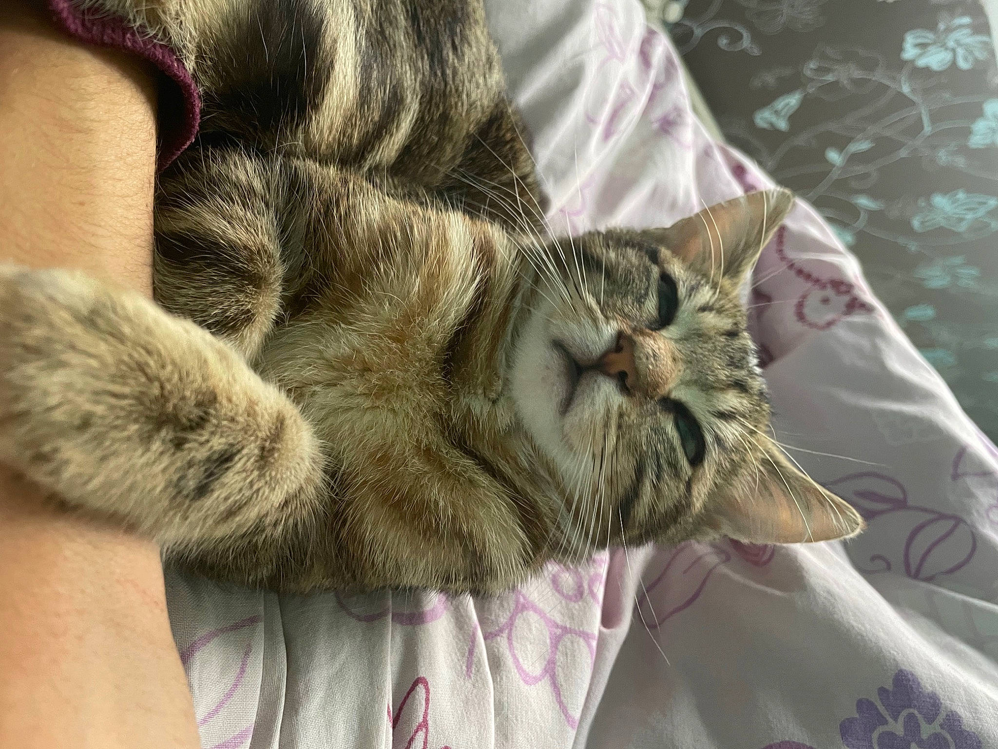 Aki a rejoint le concours — aidez-le/la à gagner de superbes lots ! carnivore, cat, claw, comfort, domestic_short_haired_cat, ear, felidae, foot, fur, gesture, nap, paw, sleep, small_to_medium_sized_cats, snout, tail, vertebrate, whiskers