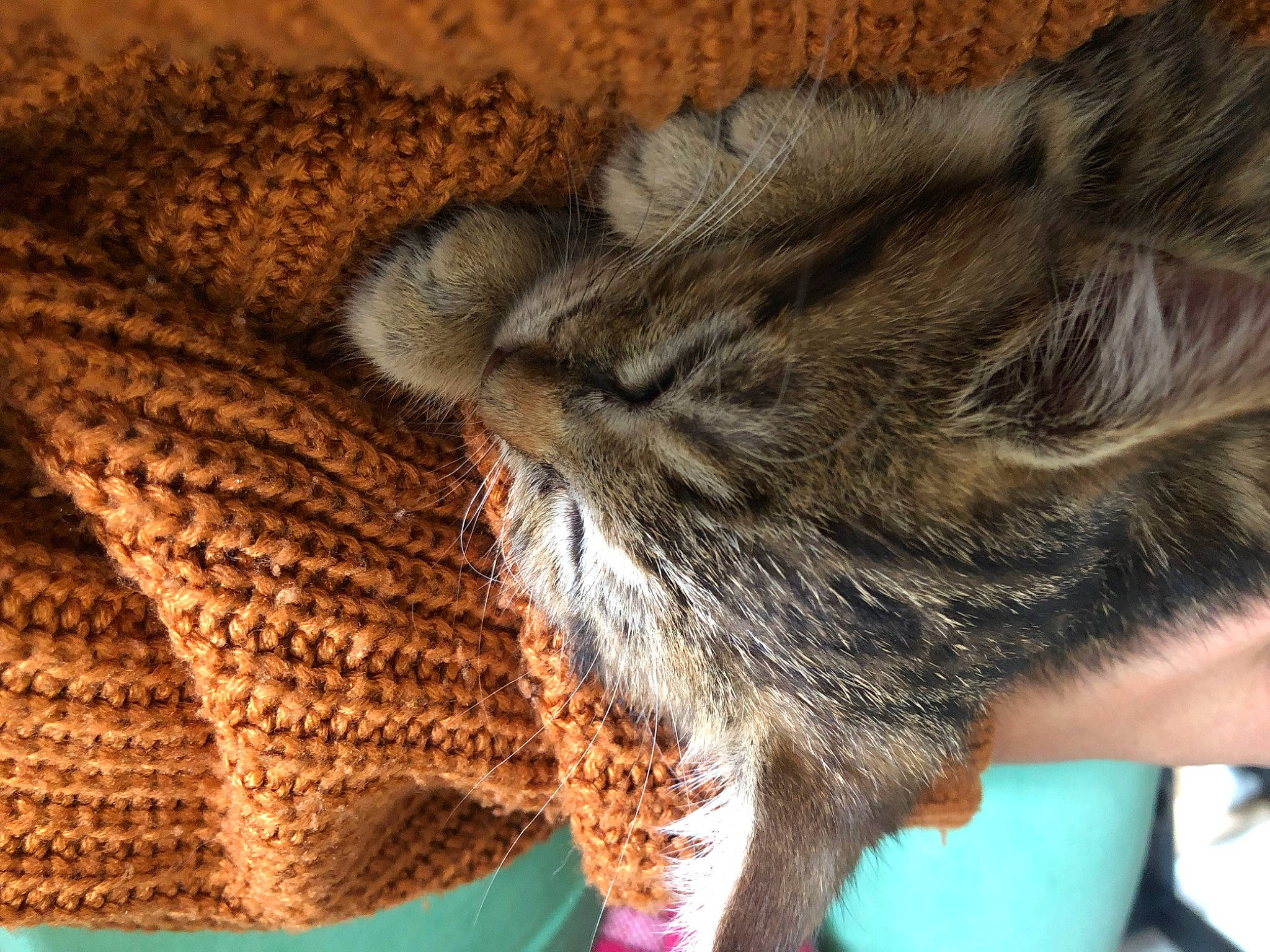 Aki a rejoint le concours — aidez-le/la à gagner de superbes lots ! carnivore, cat, claw, comfort, domestic_short_haired_cat, fawn, felidae, fur, grey, human_leg, nap, paw, sleep, small_to_medium_sized_cats, snout, tail, whiskers, wood, wool, woolen