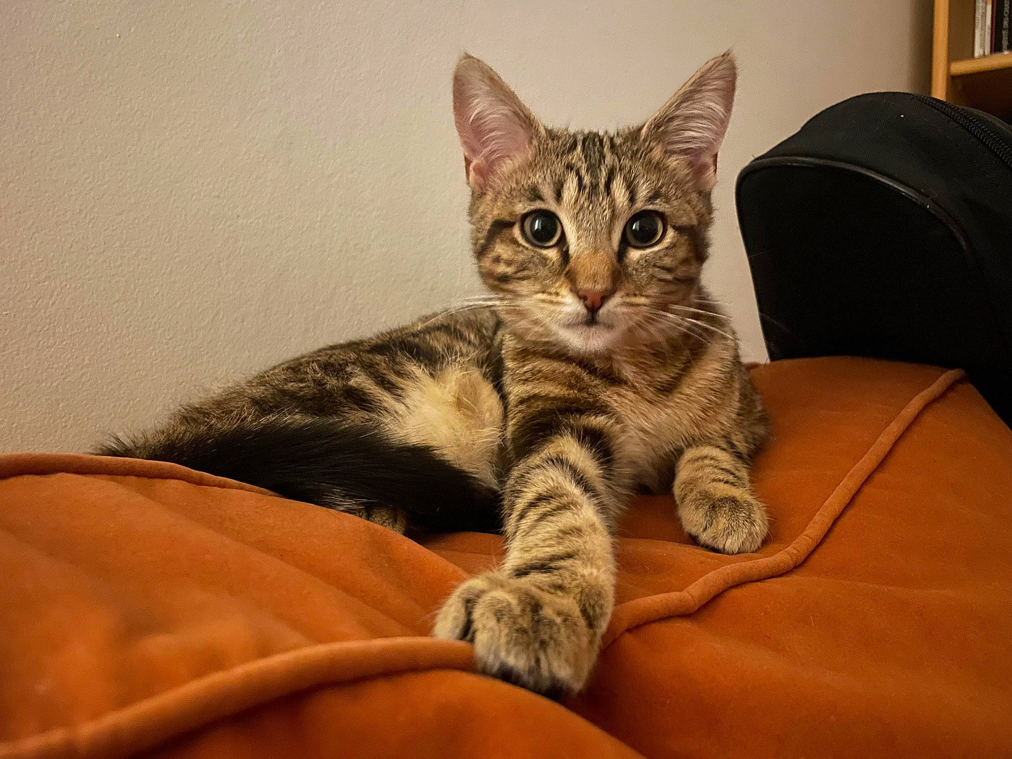 Aki participe au concours pour gagner de l'argent avec cette photo : bed, carnivore, cat, cat_supply, claw, comfort, couch, domestic_short_haired_cat, door, eye, felidae, fur, paw, shelf, sitting, small_to_medium_sized_cats, tail, terrestrial_animal, whiskers