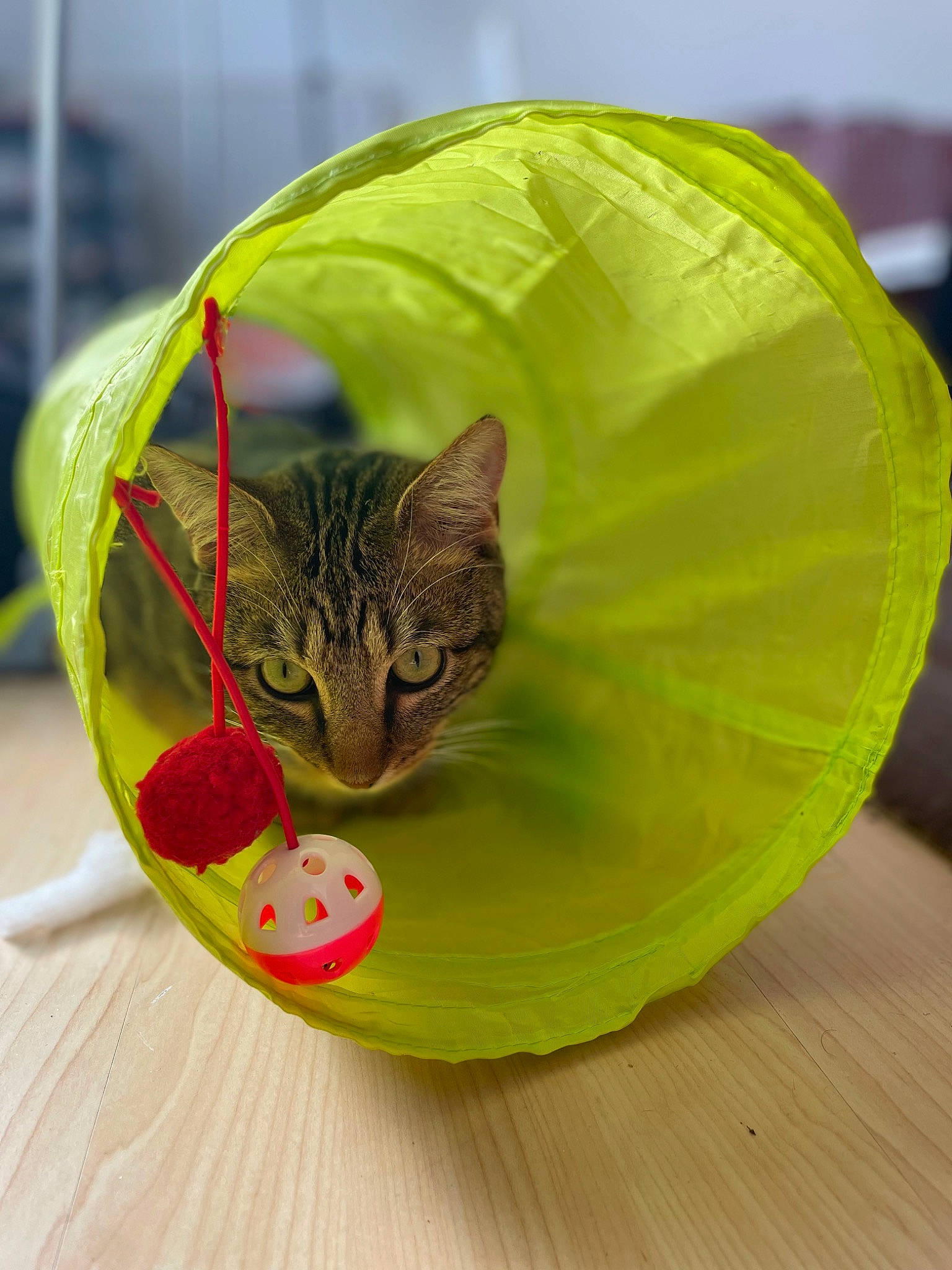 Aki participe au concours pour gagner de l'argent avec cette photo : carnivore, cat, cat_supply, circle, dishware, domestic_short_haired_cat, felidae, fur, grass, leaf, organism, petal, plant, serveware, small_to_medium_sized_cats, tail, terrestrial_animal, terrestrial_plant, vertebrate, whiskers