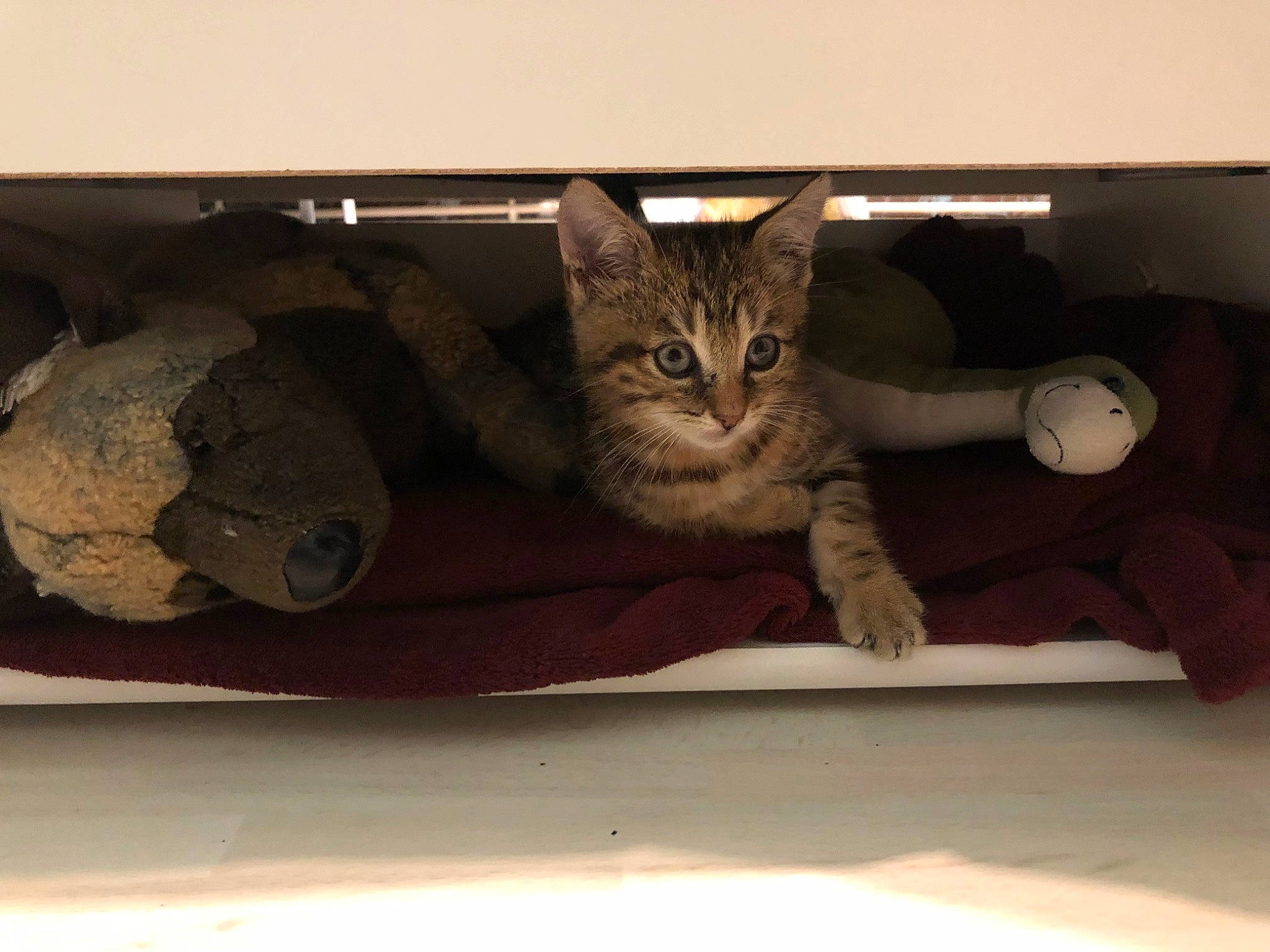 Aki participe au concours pour gagner de l'argent avec cette photo : box, cardboard, carnivore, cat, comfort, domestic_short_haired_cat, felidae, fur, grey, metal, paw, plant, small_to_medium_sized_cats, snout, tail, tints_and_shades, vehicle, whiskers, window, wood