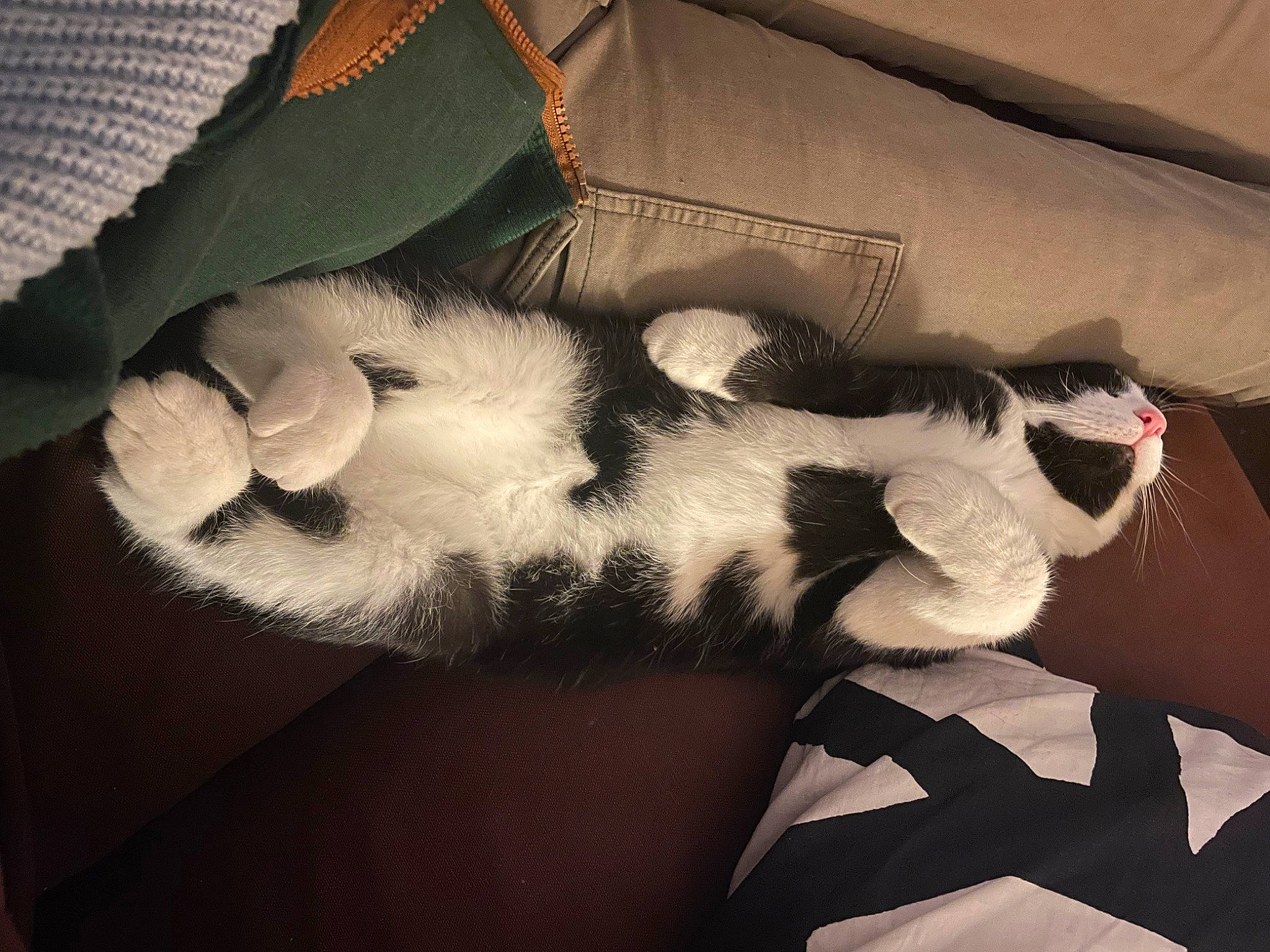 Fauré participe au concours pour gagner de l'argent avec cette photo : carnivore, cat, cloud, comfort, elbow, felidae, gesture, grey, hand, human_leg, lap, leg, mammal, nail, small_to_medium_sized_cats, tail, thigh, tints_and_shades, vertebrate, whiskers