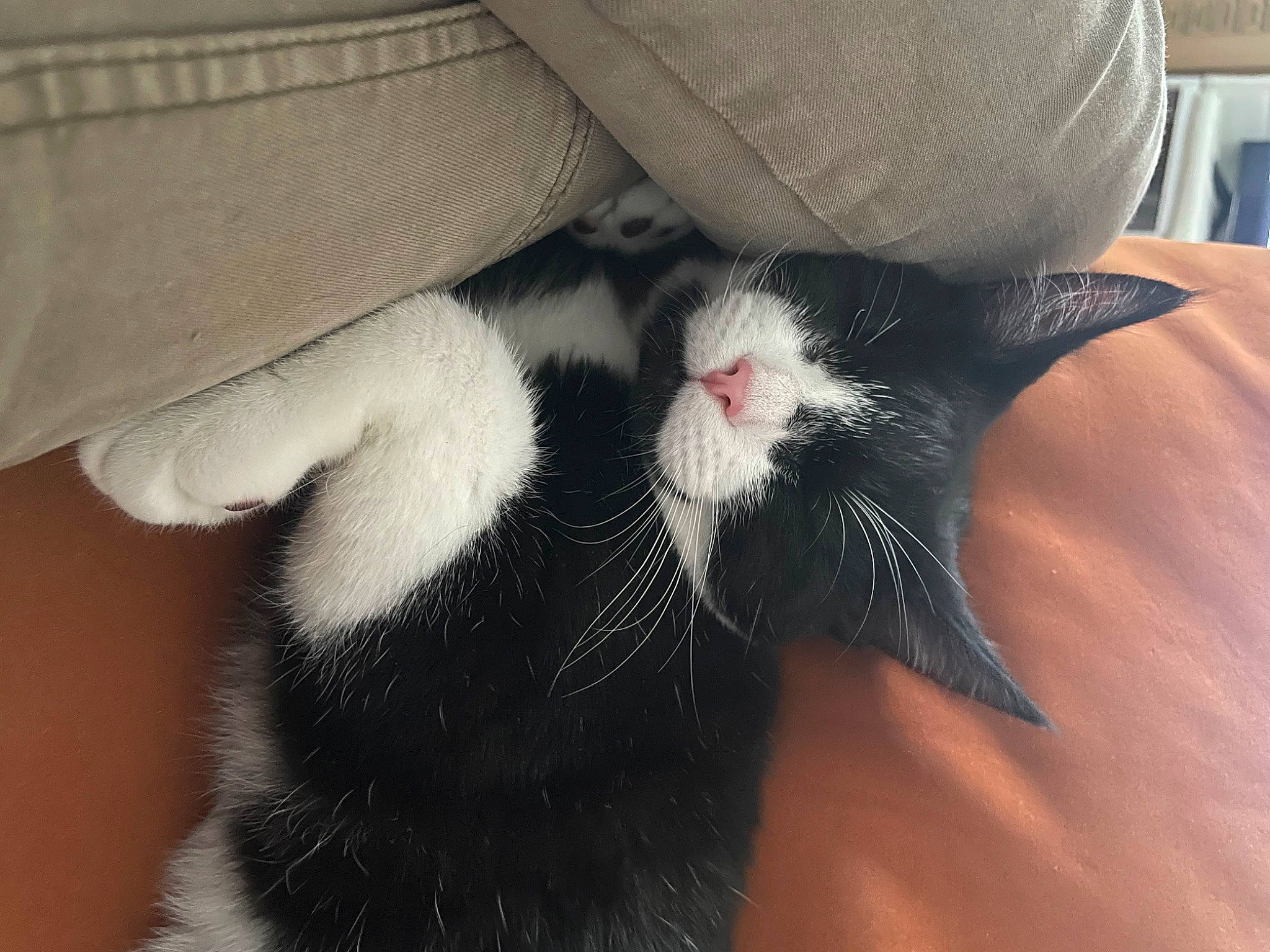 Fauré participe au concours pour gagner de l'argent avec cette photo : beard, black_cat, carnivore, cat, claw, comfort, domestic_short_haired_cat, felidae, foot, fur, human_leg, paw, small_to_medium_sized_cats, snout, tail, whiskers, yawn