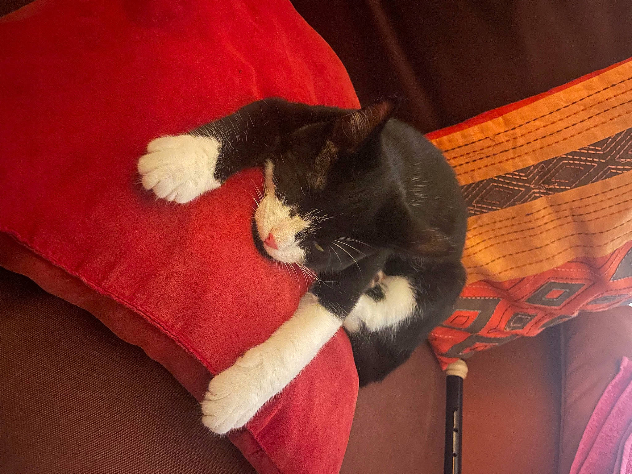 Fauré a rejoint le concours — aidez-le/la à gagner de superbes lots ! carmine, carnivore, cat, cat_supply, claw, comfort, companion_dog, domestic_short_haired_cat, felidae, fur, human_leg, lap, linens, paw, room, small_to_medium_sized_cats, tail, tints_and_shades, whiskers, wood