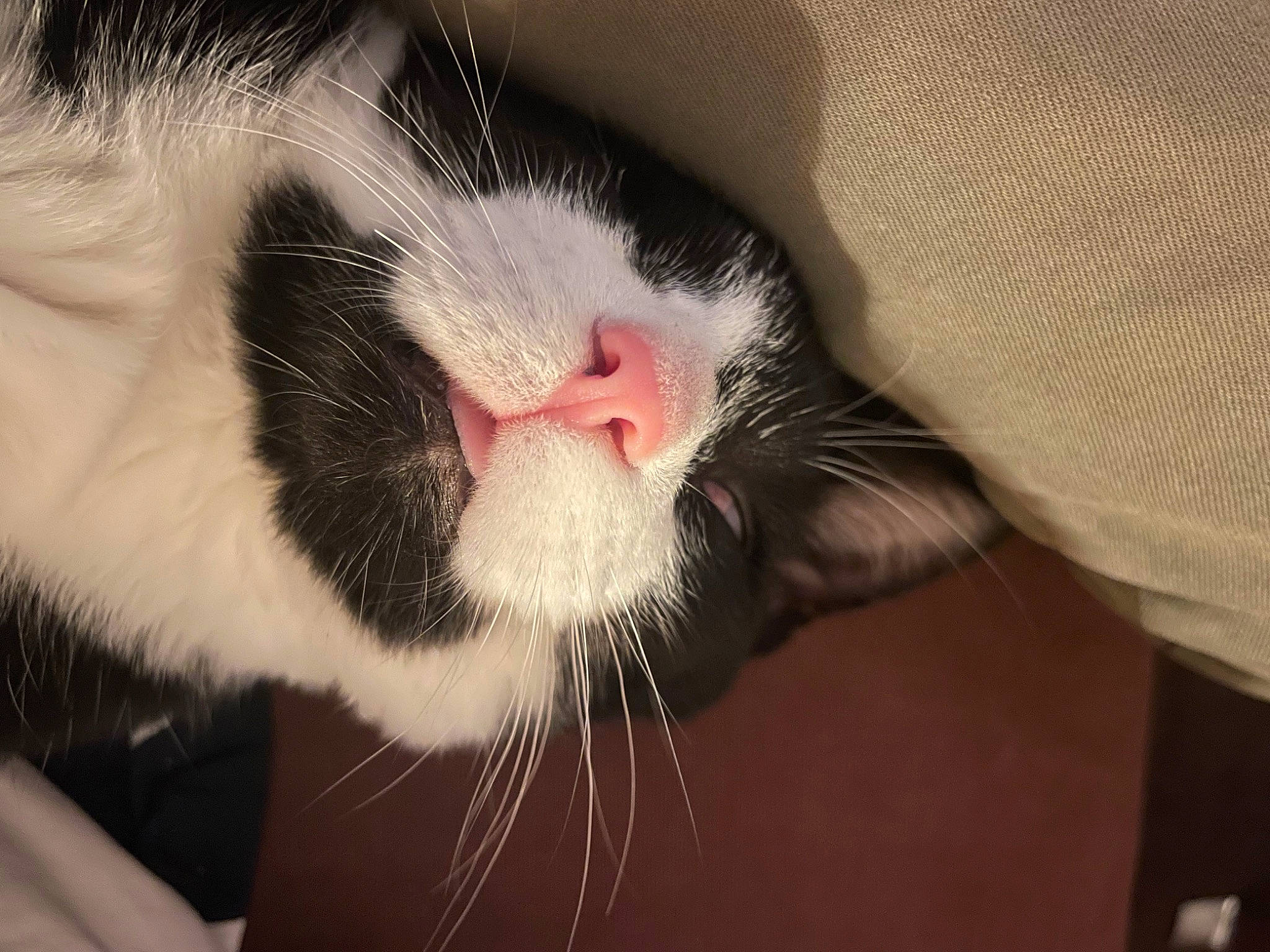 Fauré a rejoint le concours — aidez-le/la à gagner de superbes lots ! carnivore, cat, claw, comfort, domestic_short_haired_cat, ear, eyelash, felidae, fur, paw, small_to_medium_sized_cats, snout, tail, whiskers