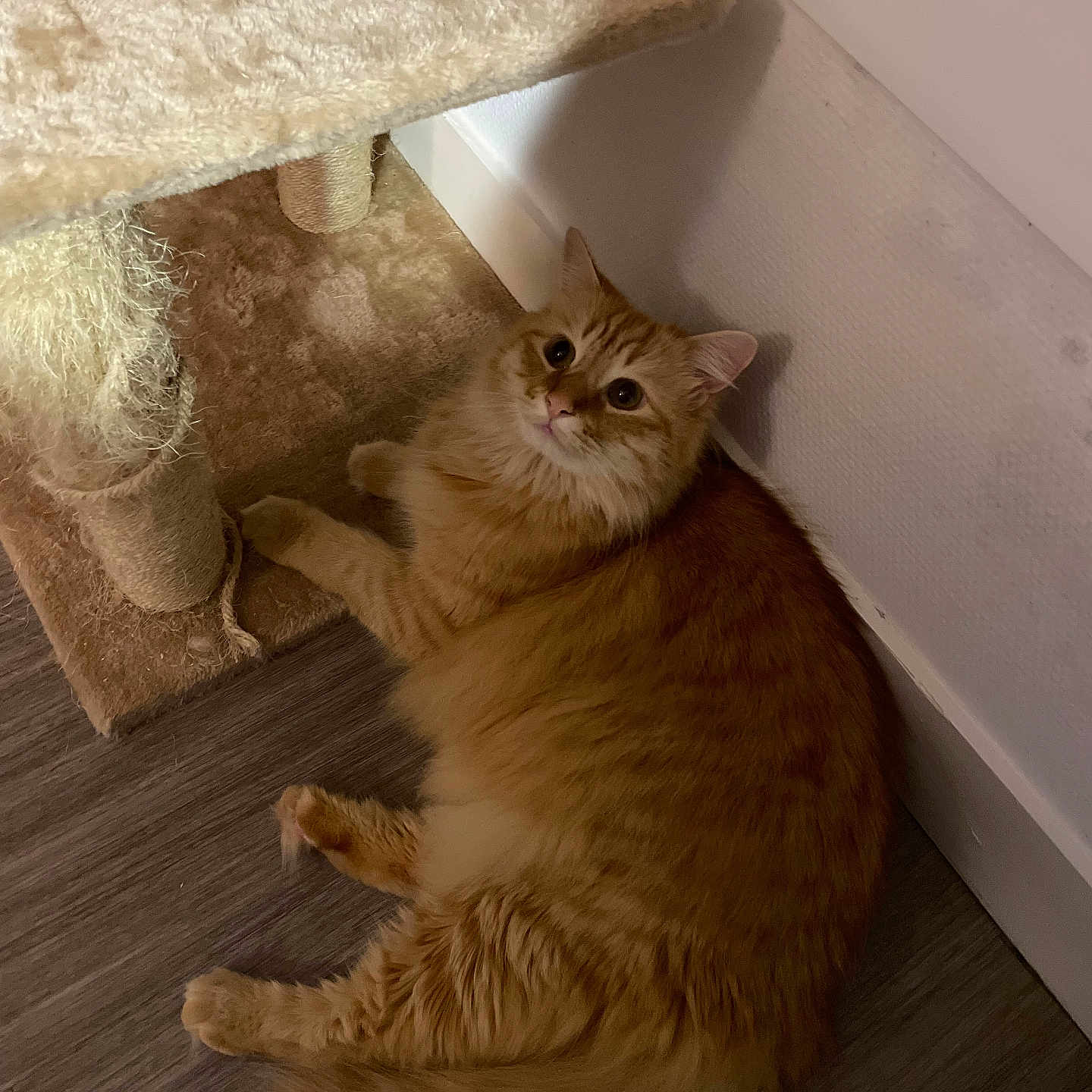 Tigrou a rejoint le concours — aidez-le/la à gagner de superbes lots ! animal, cat, cozy, curious, ears, feline, floor, fluffy, fur, home, indoor, orange_tabby, pet, playful, relaxed, resting, scratching_post, tail, whiskers, wooden_floor