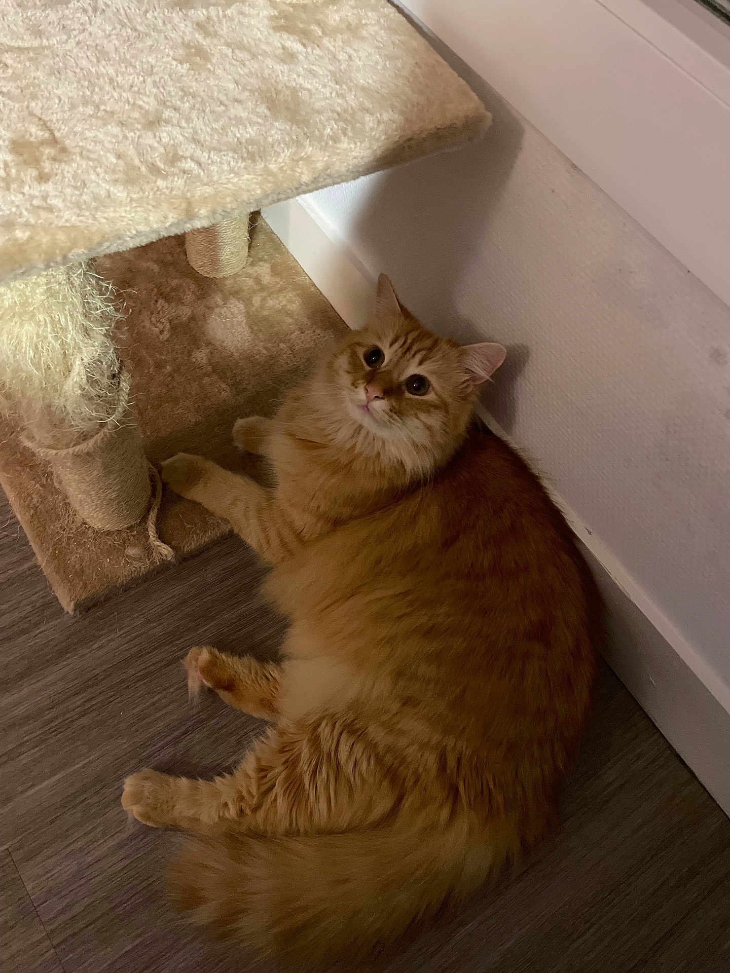 Tigrou a rejoint le concours — aidez-le/la à gagner de superbes lots ! cat, orange_tabby, fluffy, scratching_post, floor, wooden_floor, indoor, pet, feline, curious, relaxed, fur, whiskers, ears, tail, home, animal, playful, cozy, resting
