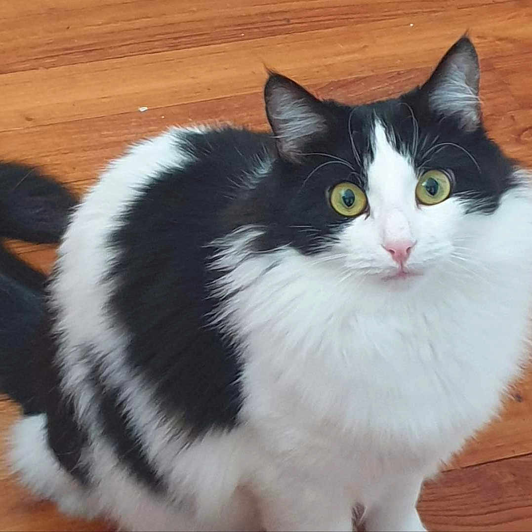 Lee