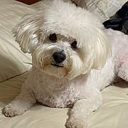 Sunny is registered to the contest to win money with this photo: animal, bed, canine, comfort, cute, dog, domestic, ears, face, fluffy, fur, groomed, indoor, looking_at_camera, nose, paw, pet, resting, small_dog, white_dog