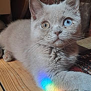 Hathor a rejoint le concours — aidez-le/la à gagner de superbes lots ! blue_eye, cat, close_up, colorful_reflection, curious, ears, golden_eye, heterochromia, indoor, kitten, paw, pet, portrait, rainbow_light, rustic_background, short_hair, sitting, whiskers, white_fur, wooden_surface