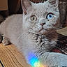 blue_eye, cat, close_up, colorful_reflection, curious, ears, golden_eye, heterochromia, indoor, kitten, paw, pet, portrait, rainbow_light, rustic_background, short_hair, sitting, whiskers, white_fur, wooden_surface