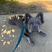 Stitch is registered to the contest to win money with this photo: big_eyes, close_up, collar, concrete, dirt, dog, ears, french_bulldog, grass, leash, looking_up, lying_down, outdoor, pavement, pet, portrait, puppy, shadow, sidewalk, sunlight
