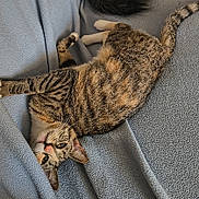 Jade joined the competition — help win amazing prizes! cat, tabby, pet, animal, feline, relaxed, lying_down, blanket, cozy, fur, whiskers, ears, indoor, cute, resting, looking_up, soft_texture, striped, domestic_cat, comfort