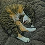 Jade joined the competition — help win amazing prizes! cat, sleeping, curled_up, furry, tabby, white_paws, blanket, cozy, indoor, pet, cute, relaxed, fur, animal, resting, bedroom, soft, comfort, domestic_cat, napping
