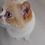 cat, animal, pet, blue_eyes, cream_color, white_color, fur, close_up, looking_away, ears, whiskers, floor, indoor, cute, small, domestic_animal, feline, mammal, portrait, standing