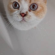 Patapouf participe au concours pour gagner de l'argent avec cette photo : cat, close_up, blue_eyes, orange_fur, white_fur, whiskers, pet, animal, curious, portrait, looking_up, feline, cute, indoor, face, ears, nose, fur, domestic_cat