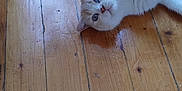 Patapouf participe au concours pour gagner de l'argent avec cette photo : cat, fluffy, white_cat, blue_eyes, wooden_floor, plant_leaves, indoor, pet, relaxed, curious, animal, fur, whiskers, floorboards, domestic_cat, cute, lying_down, close_up, natural_light, home