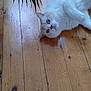 cat, fluffy, white_cat, blue_eyes, wooden_floor, plant_leaves, indoor, pet, relaxed, curious, animal, fur, whiskers, floorboards, domestic_cat, cute, lying_down, close_up, natural_light, home