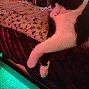 Luna joined the competition — help win amazing prizes! bed, black_and_white_cat, blanket, cat, colorful_lighting, cordless_drill, cozy, feline, fur, indoor, led_lights, lounging, paw, pet, portrait, relaxed, sleeping, stretching, tools, tuxedo_cat