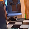 cat, black_and_white_cat, pet, animal, lying_down, indoors, hallway, kitchen, wooden_cabinets, checkerboard_floor, mat, home, doorway, furniture, carpet, relaxed, resting, whiskers, tail, portrait