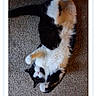 animal, belly_up, black_and_white, black_fur, carpet, cat, feline, fluffy, indoor, long_hair, lying_down, paws, pet, playful, portrait, relaxed, tail, upside_down, webpage, white_fur