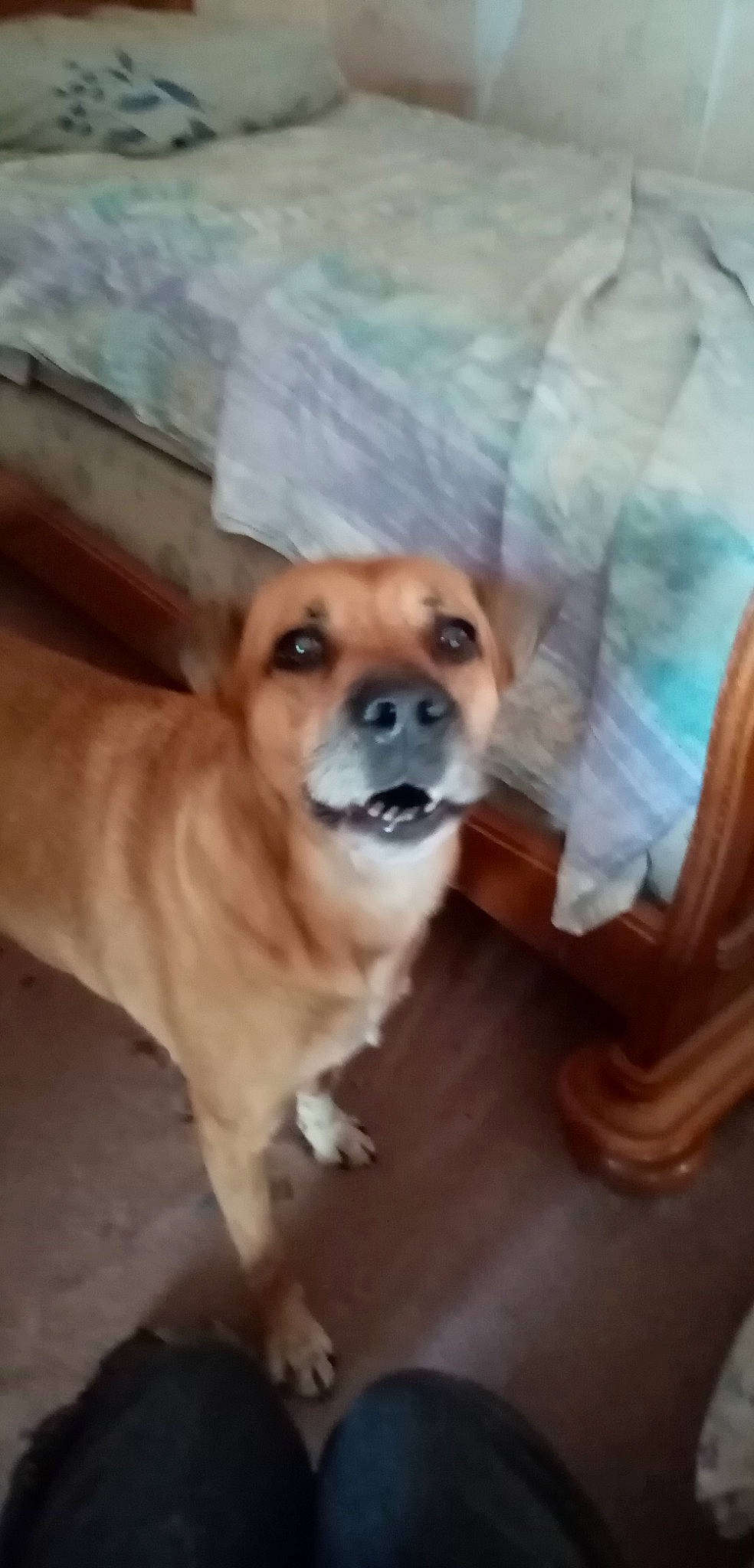 Laity a rejoint le concours — aidez-le/la à gagner de superbes lots ! canidae, carnivore, companion_dog, dog, dog_breed, dog_supply, fawn, fur, hardwood, non_sporting_group, snout, sporting_group, tail, terrestrial_animal, toy_dog, whiskers, wood, working_animal