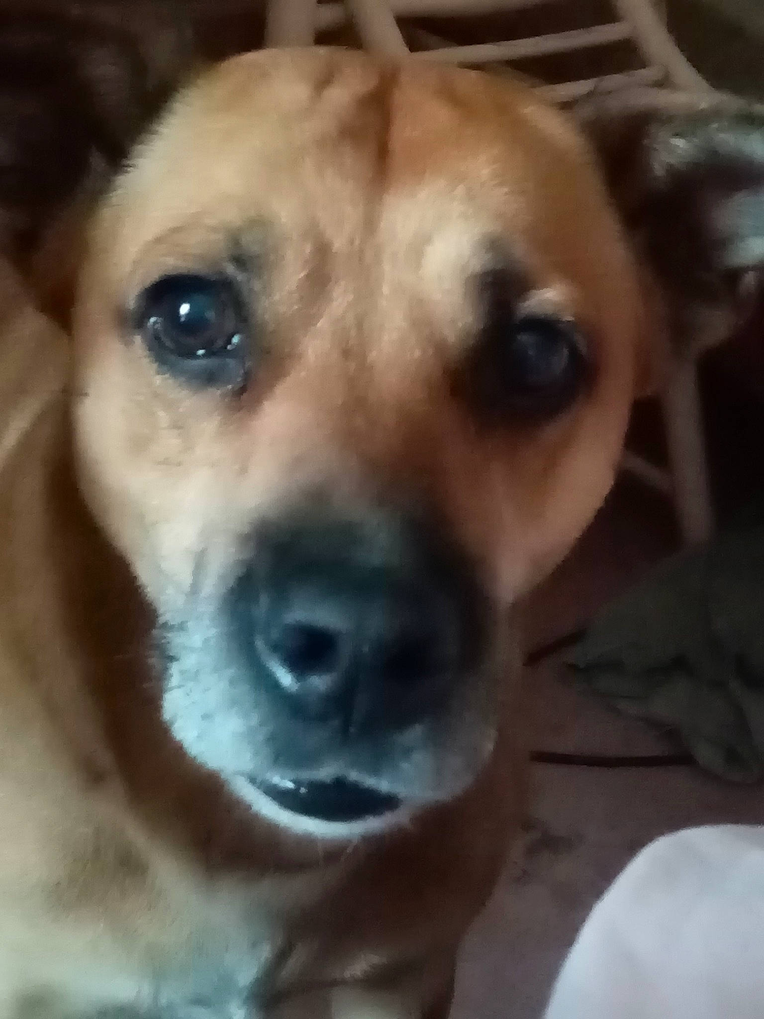 Laity participe au concours pour gagner de l'argent avec cette photo : canidae, carnivore, collar, companion_dog, dog, dog_breed, dog_collar, ear, fawn, fur, non_sporting_group, pet_supply, snout, sporting_group, terrestrial_animal, whiskers, working_animal