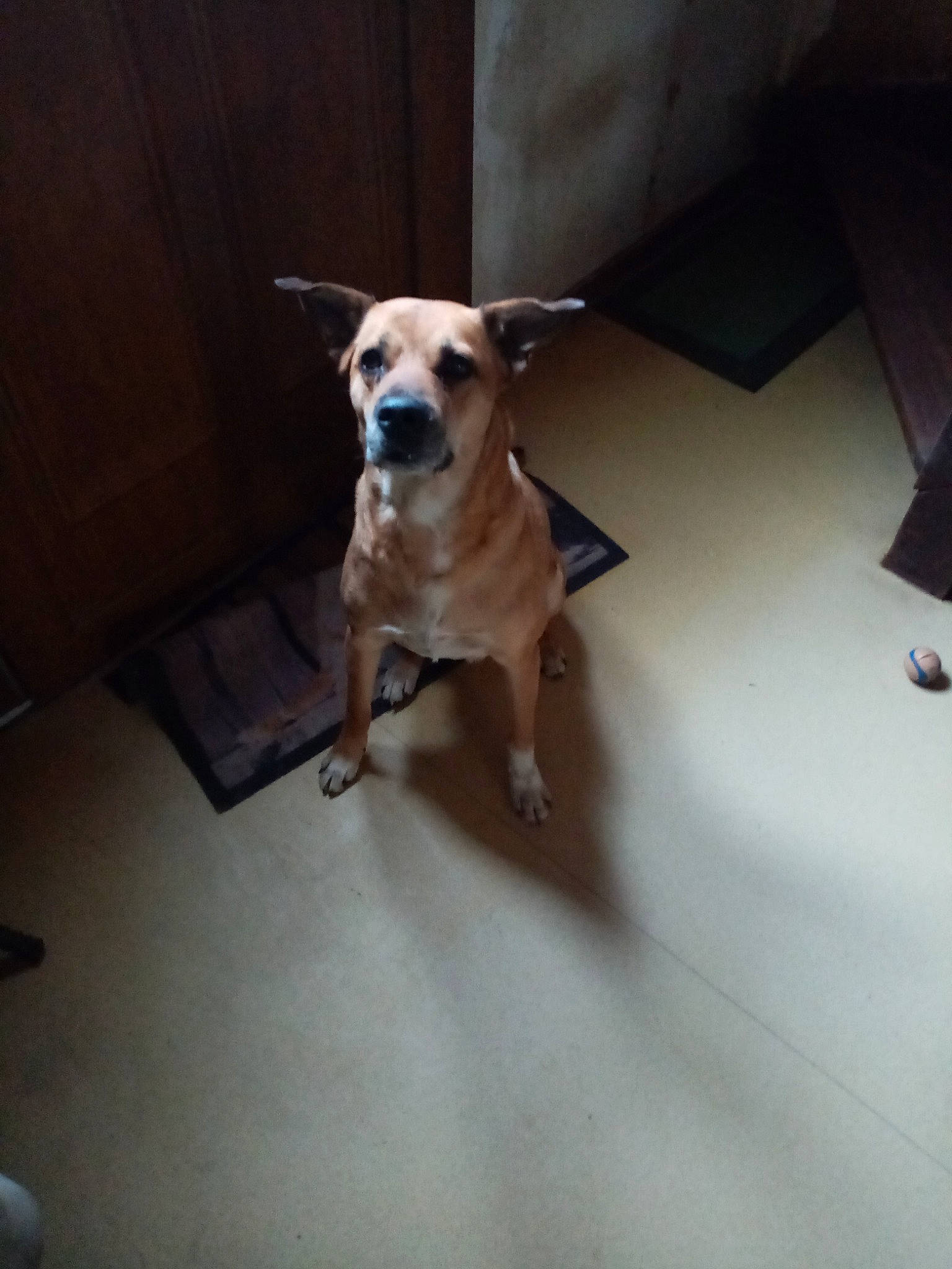 Laity a rejoint le concours — aidez-le/la à gagner de superbes lots ! carnivore, chair, collar, companion_dog, dog, dog_breed, dog_clothes, dog_collar, dog_supply, fawn, floor, flooring, hardwood, pet_supply, snout, tail, toy_dog, whiskers, wood, working_animal