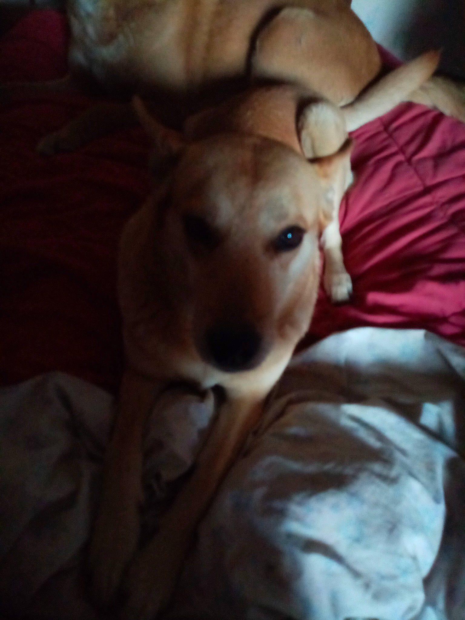 Daisy a rejoint le concours — aidez-le/la à gagner de superbes lots ! canidae, carnivore, comfort, companion_dog, dog, dog_breed, ear, fawn, felidae, fur, jaw, linens, snout, sporting_group, tail, terrestrial_animal, toy_dog, trunk, whiskers, working_animal