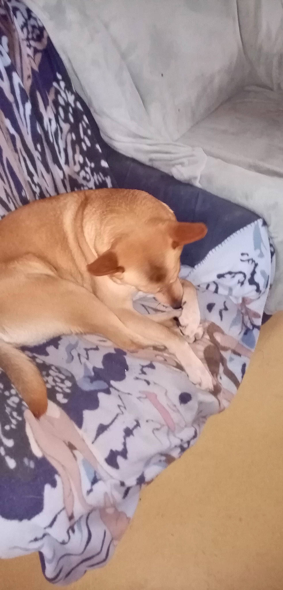 Daisy participe au concours pour gagner de l'argent avec cette photo : bed, canidae, carnivore, comfort, companion_dog, dog, dog_breed, dog_supply, fawn, fur, linens, mammal, paw, pet_supply, sporting_group, tail, toy_dog, whiskers, wood, working_animal