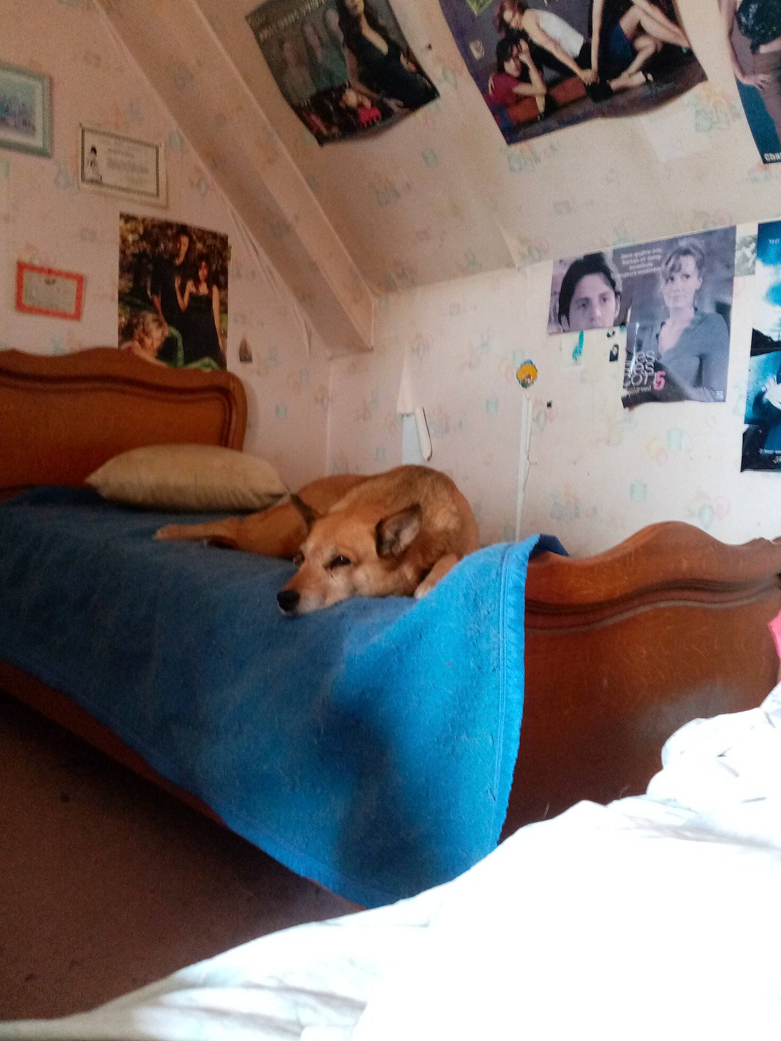 Didi participe au concours pour gagner de l'argent avec cette photo : bed, bed_sheet, bedding, bedroom, canidae, carnivore, comfort, companion_dog, dog, dog_breed, fawn, flooring, fun, hardwood, leisure, linens, picture_frame, room, sporting_group, wood