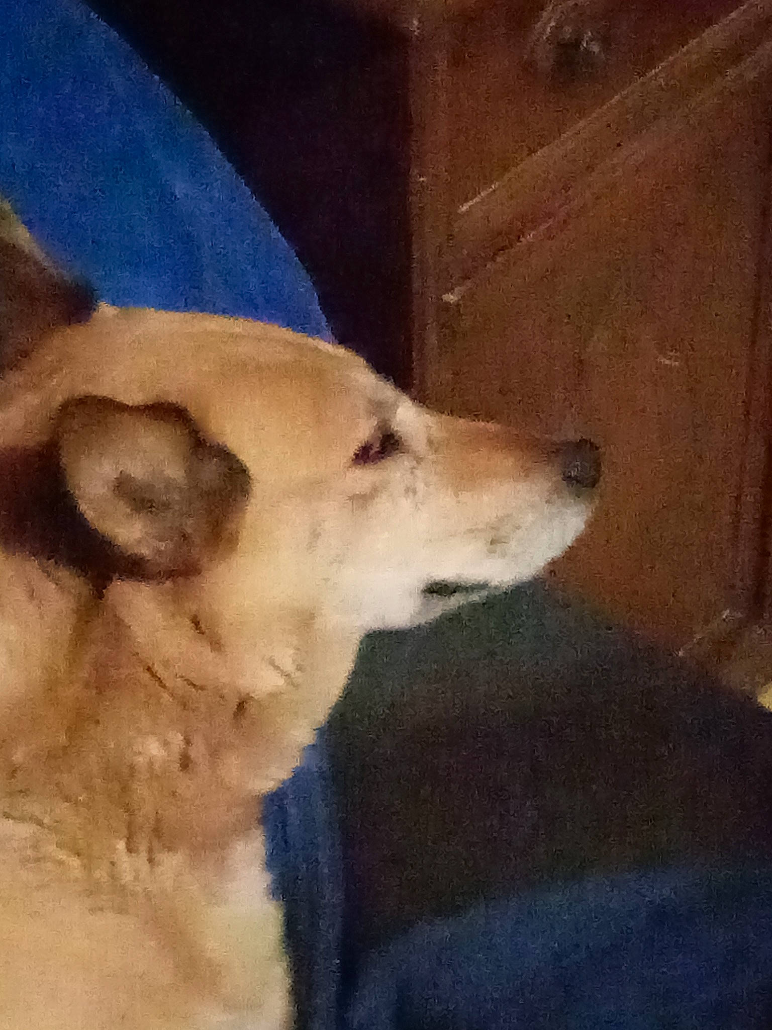 Didi a rejoint le concours — aidez-le/la à gagner de superbes lots ! ancient_dog_breeds, art, canidae, carnivore, companion_dog, dog, dog_breed, fawn, fur, non_sporting_group, snout, sporting_group, street_dog, terrestrial_animal, whiskers, wildlife, wood, working_animal, working_dog