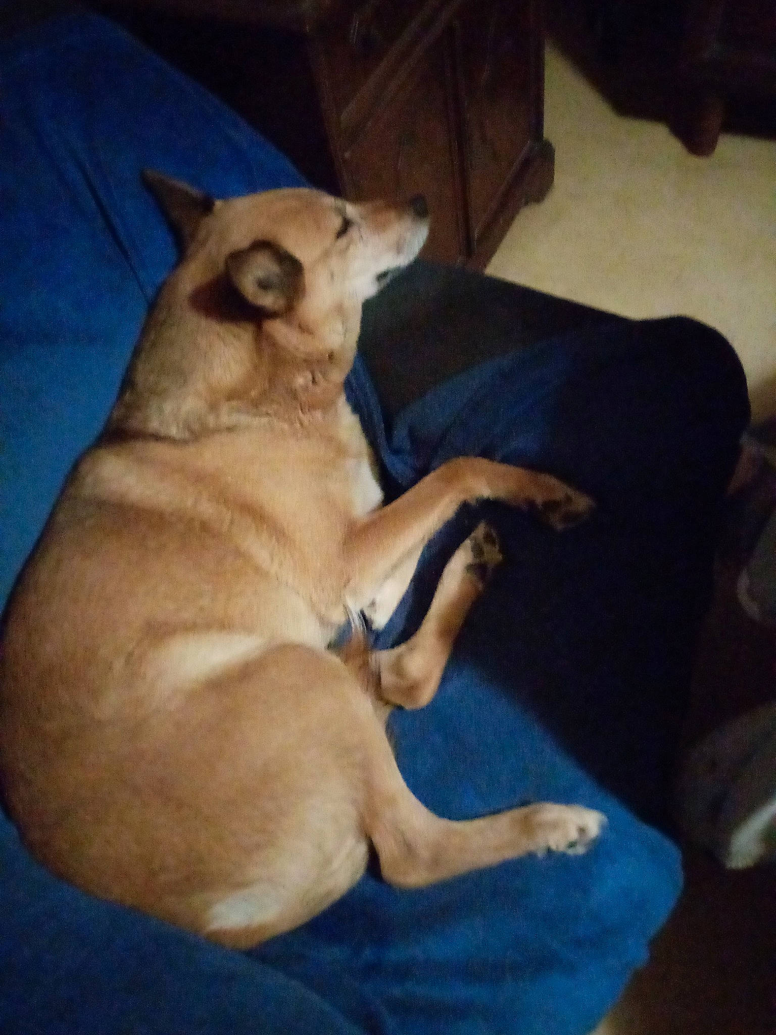 Didi a rejoint le concours — aidez-le/la à gagner de superbes lots ! carnivore, comfort, companion_dog, dog, dog_breed, dog_supply, fawn, felidae, flooring, fur, guard_dog, hardwood, human_leg, nap, paw, tail, toy_dog, whiskers, wood, working_animal