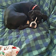 Bella joined the competition — help win amazing prizes! animal, black_dog, blanket, canine, checkered_pattern, collar, companion, cozy, cute, dog, furniture, indoor, lying_down, pet, relaxed, resting, sleepy, soft, toy, white_markings