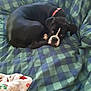 animal, black_dog, blanket, canine, checkered_pattern, collar, companion, cozy, cute, dog, furniture, indoor, lying_down, pet, relaxed, resting, sleepy, soft, toy, white_markings