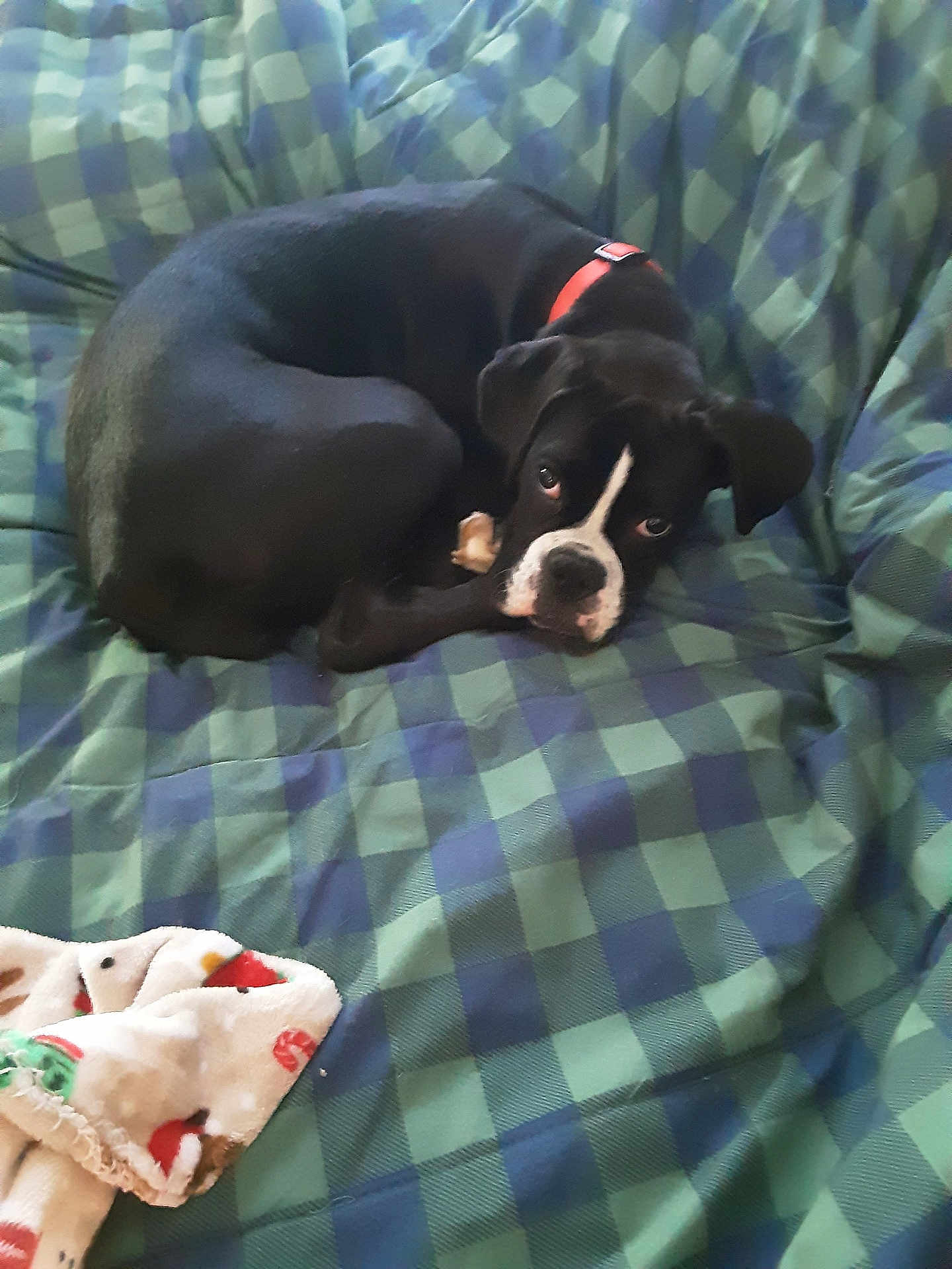 Bella