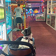Toto is registered to the contest to win money with this photo: dog, arcade, stroller, person, toy, stuffed_animal, game, carpet, neon_light, machine, indoor, colorful, playing, leisure, entertainment, black_and_white_dog, casual_clothing, back_view, harness, wheel