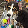 Elvis joined the competition — help win amazing prizes! puppy, dog, shopping_cart, dog_toys, blanket, leash, pet_store, curious, close_up, brown, black, white, ears, eyes, canine, indoor, cute, pet_accessories, retail, animal