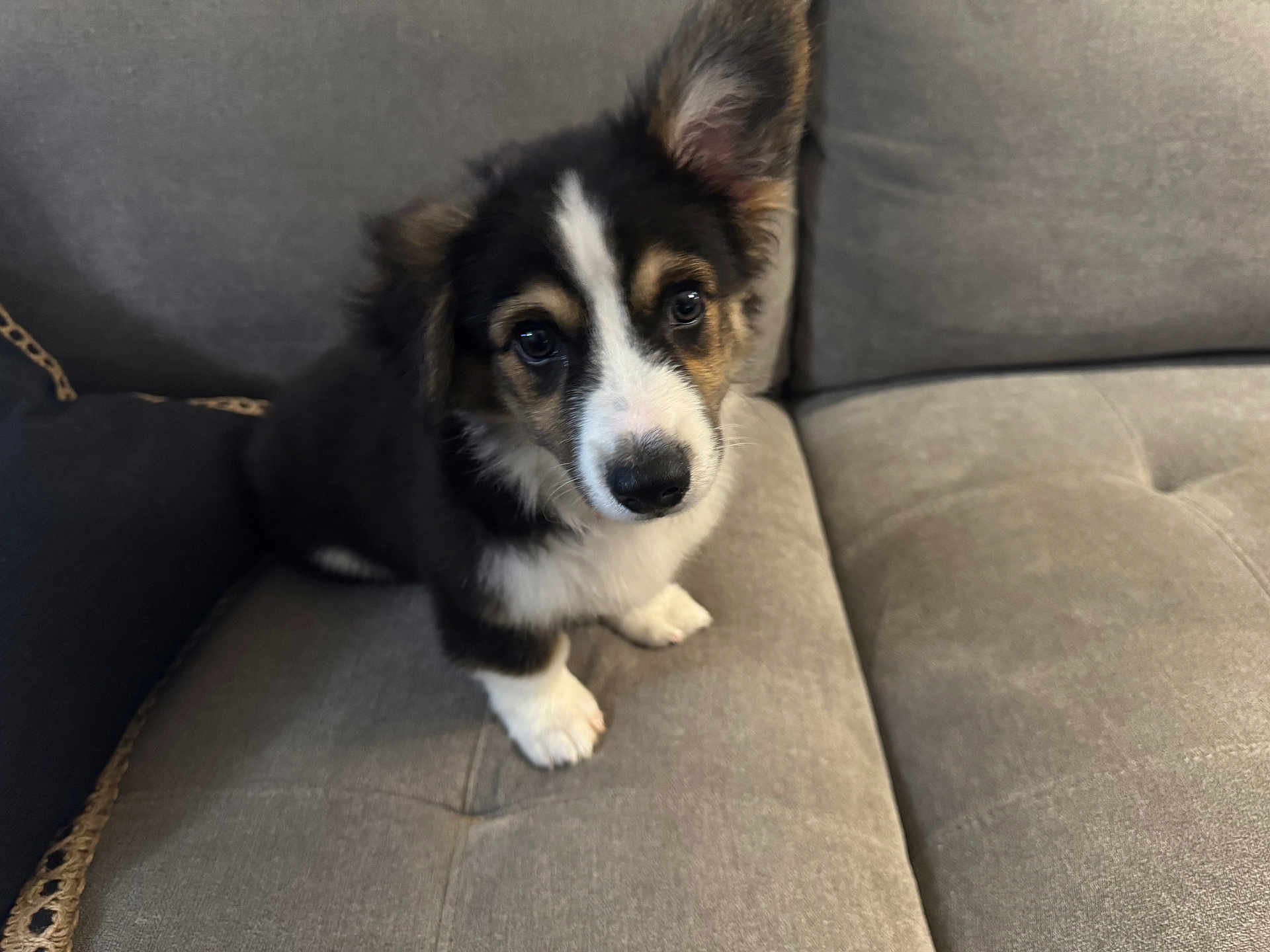 Elvis joined the competition — help win amazing prizes! puppy, dog, pet, cute, fluffy, sitting, couch, indoor, animal, young, fur, black, white, brown, ears, nose, eyes, adorable, companion, home