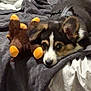 Elvis is registered to the contest to win money with this photo: dog, puppy, bed, blanket, plush_toy, stuffed_animal, fur, collar, resting, indoors, cute, pet, animal, sleepy, cozy, soft, brown, black, white, ears