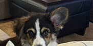 Elvis joined the competition — help win amazing prizes! puppy, dog, pet, cute, indoor, living_room, couch, pillow, fur, ears, eyes, resting, comfort, home, carpet, table, decor, relaxing, closeup, animal