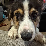 Elvis joined the competition — help win amazing prizes! puppy, dog, close_up, pet, animal, indoor, sofa, paws, living_room, cute, fur, nose, ears, eyes, carpet, home, domestic_animal, young_dog, resting, looking