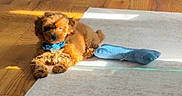 Lohan is registered to the contest to win money with this photo: puppy, dog, brown_dog, blue_collar, toy, plush_toy, bone_toy, wooden_floor, rug, sunlight, indoor, pet, cute, small_dog, relaxed, laying_down, shadow, home, cozy, animal