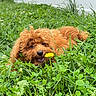 animal, close_up, curly_fur, cute, dandelion, dog, flower, fur, garden, grass, greenery, happy, leaf, nature, outdoor, pet, playful, puppy, smiling, summer