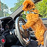 Lohan joined the competition — help win amazing prizes! dog, curly_hair, car_interior, steering_wheel, sunlight, greenery, window, seat, dashboard, speedometer, side_mirror, collar, pet, animal, vehicle, road_sign, nature, daylight, fur, cute