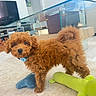 puppy, dog, brown, curly_fur, collar, blue_collar, toy, plush_toy, green_toy, carpet, living_room, furniture, glass_table, modern_interior, cute, pet, indoors, floor, curious, small_dog