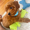 Lohan joined the competition — help win amazing prizes! puppy, dog, brown_fur, fluffy, collar, blue_collar, paw_print, plush_toy, green_toy, blue_toy, carpet, indoor, cute, pet, animal, small_dog, curious, soft_texture, playful, floor