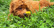 Lohan joined the competition — help win amazing prizes! animal, close_up, curly_fur, cute, dandelion, dog, flower, fur, garden, grass, greenery, leaf, nature, outdoor, pet, playful, puppy, sniffing, summer, young_dog