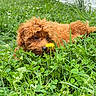 animal, close_up, curly_fur, cute, dandelion, dog, flower, fur, garden, grass, greenery, leaf, nature, outdoor, pet, playful, puppy, sniffing, summer, young_dog