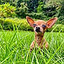 dog, chihuahua, grass, outdoor, pet, animal, ears, nature, greenery, small_dog, canine, closeup, portrait, cute, mammal, field, summer, snout, eyes, expression